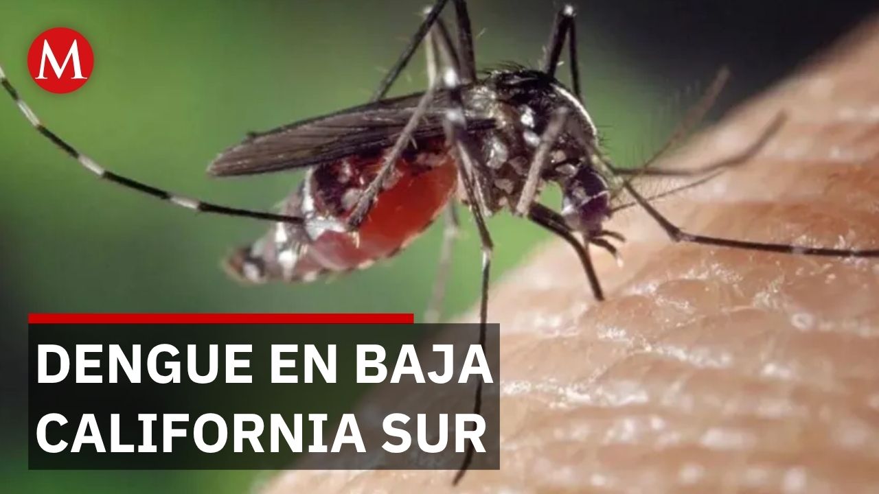 Alerta por 167 casos de dengue en Baja California Sur: cómo proteger tu hogar ahora