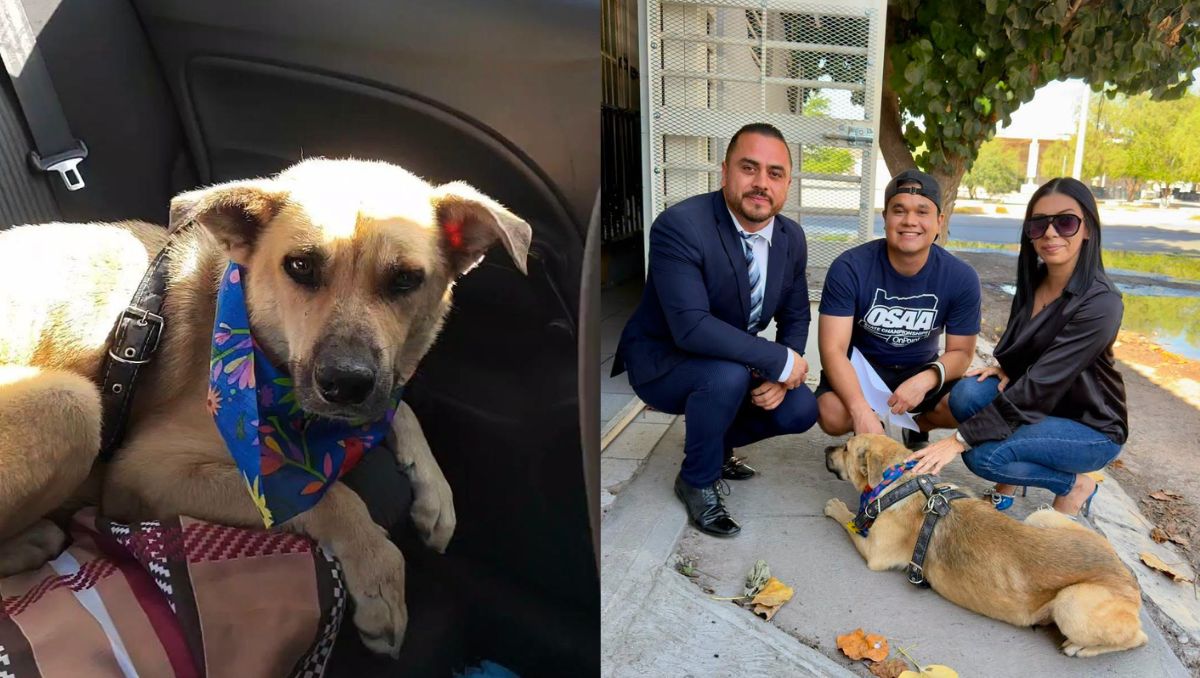 Argentina Carrillo recordó que Emy fue atacado con disparos de aire comprimido. | Cortesía de Defensoría Animalista Laguna