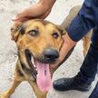 Utilizaba el predio lleno de basura como su hogar, pero robó el corazón de los presentes por su actitud juguetona, y ahora contemplan ponerle uniforme de La Ola