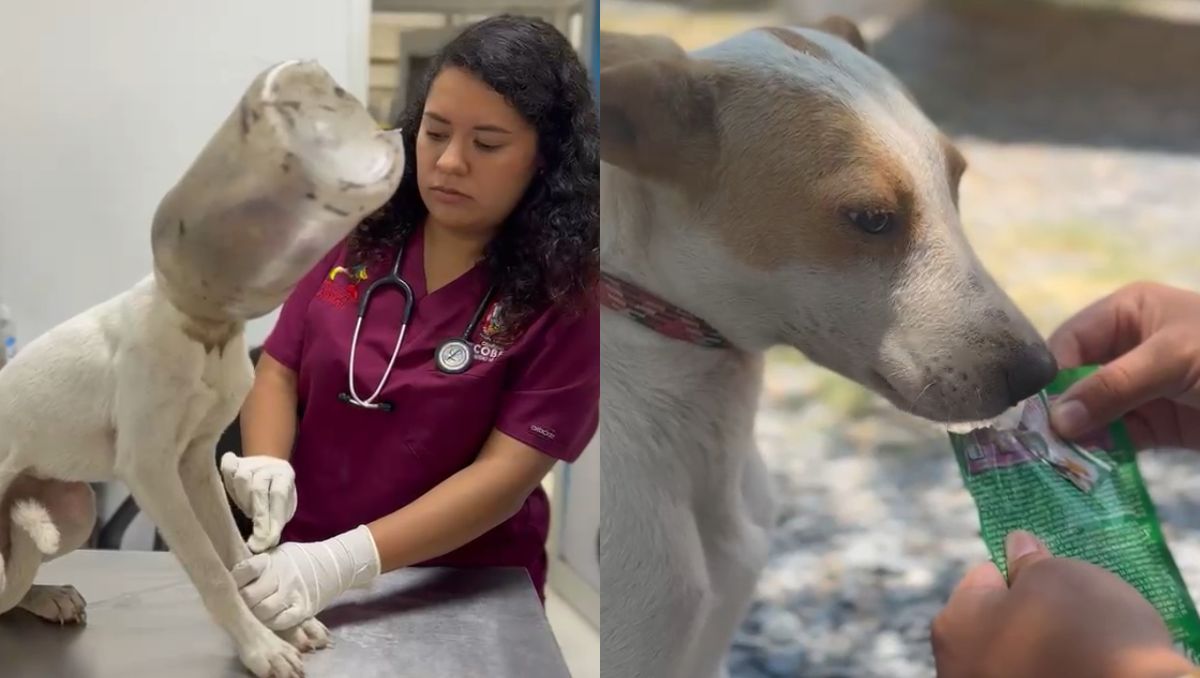 Elementos de Protección y Bienestar Animal de Escobedo liberaron a la cachorra | Especial