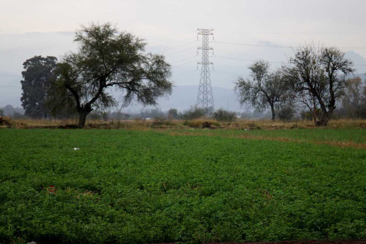 Lluvias favorecen cultivos en última etapa de desarrollo en La Laguna.| Rolando Riestra.