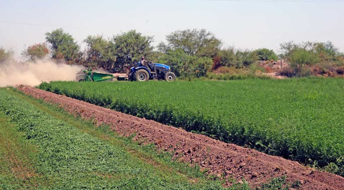 Productores lecheros de la región manifestaron su disposición a comprar maíz y sorgo locales a precios justos.| Roberto Amaya.