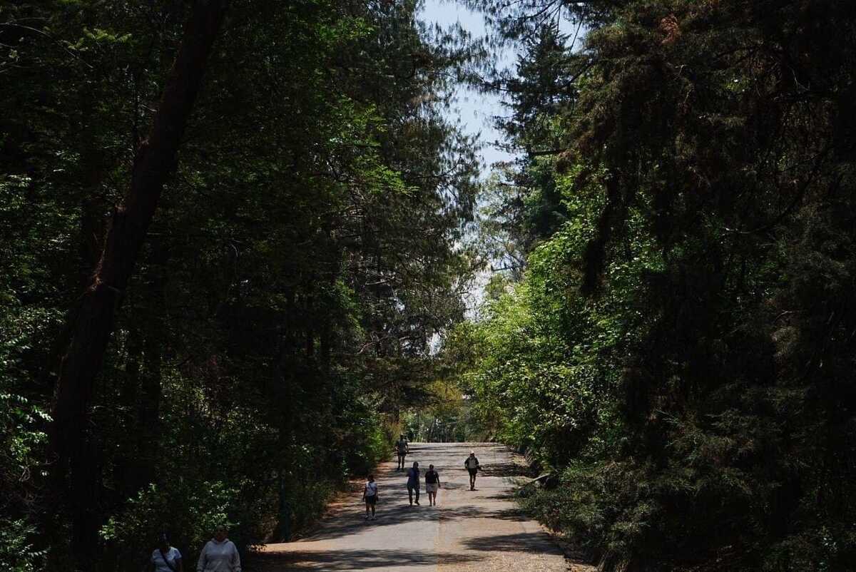 La Sedema anunció su oferta de cursos de verano, además de un recorrido en el bosque de Tlalpan. (Foto: @SEDEMA_CDMX)