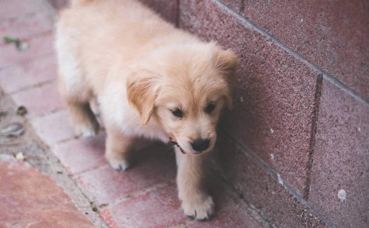 “Sigue con la mirada a un retriever de color beige, todavía cachorro…” (Unsplash / Andrew Schultz)