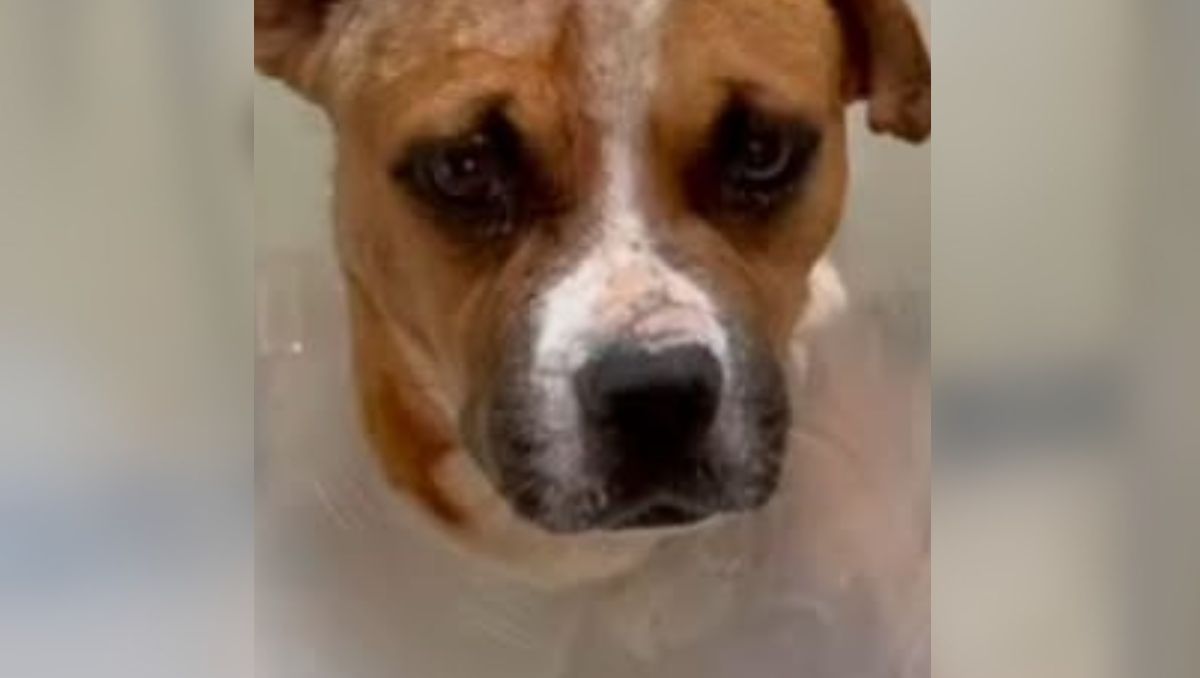Además, la organización pidió ayuda para encontrar una adopción responsable para Canelo. | Cortesía de Defensoría Animalista Laguna