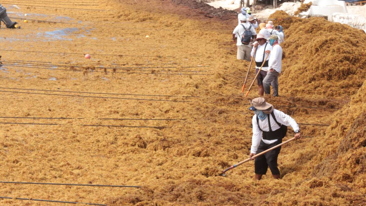 El retiro de sargazo en playa no ha representado una solución definitiva a la problemática. | Foto: Especial