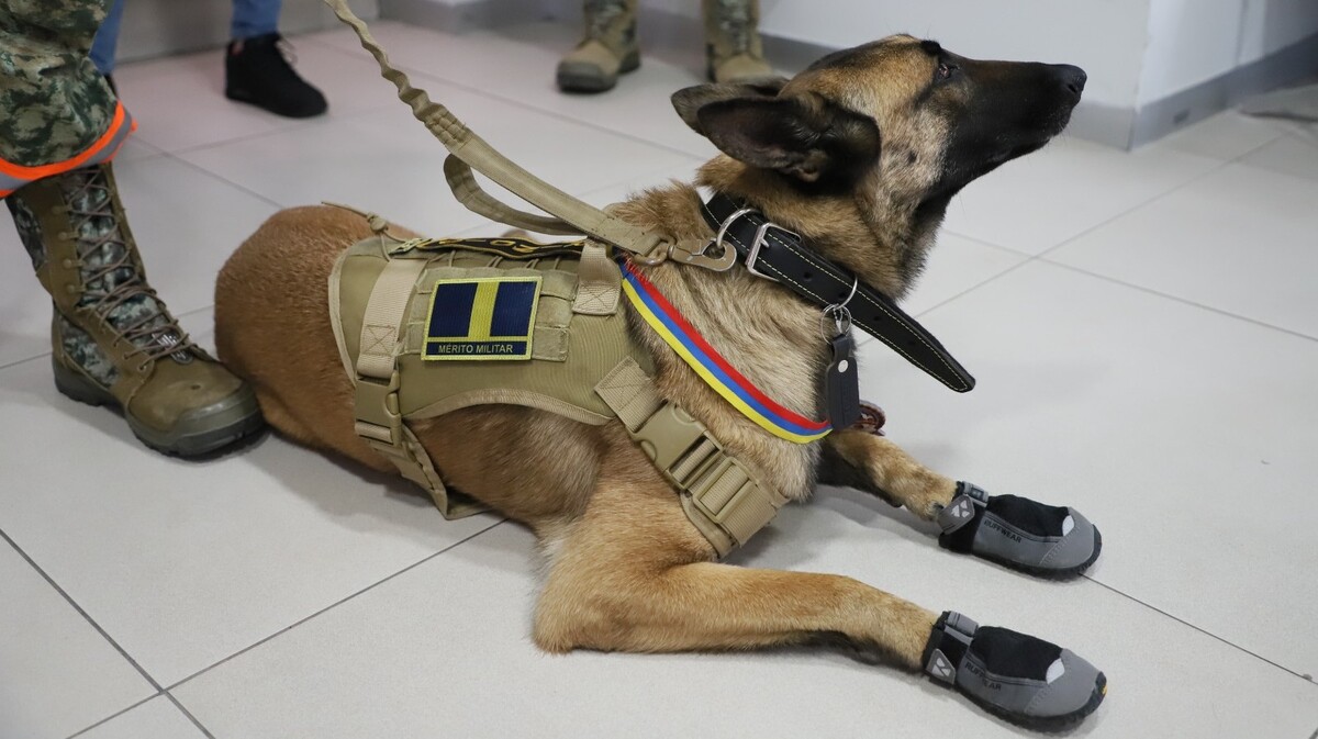 Los canes fueron reconocidos en México con las distinciones de "Valor Heroico" y "Mérito Militar" | Foto: Octavio Hoyos