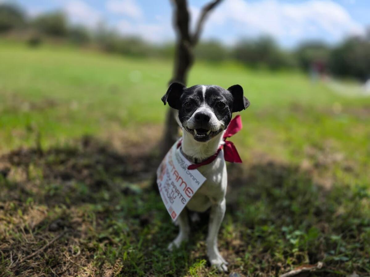 El Centro de Transferencia Canina también reconoció el apoyo de ciudadanos. (Foto: especial)