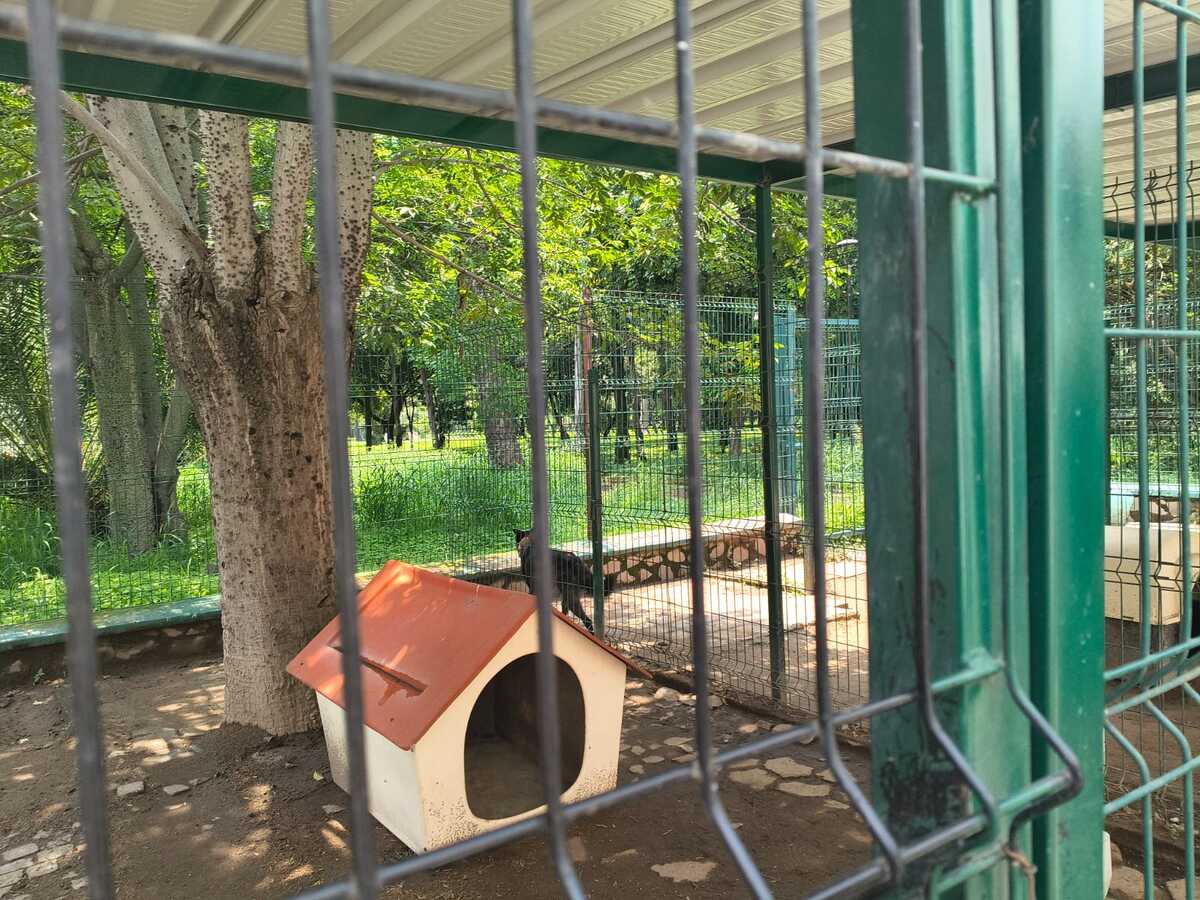 Los perritos son atendidos en el  centro de  Bienestar Animal Guadalajara. (María Camarena)