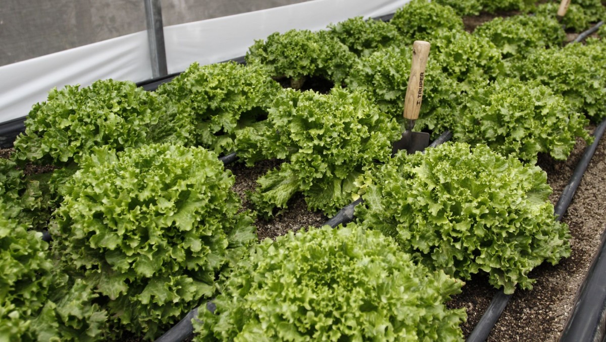 Taco Bell ha retirado al suministrador de la lechuga potencialmente contaminada de su cadena de suministro. | Foto: Cuartoscuro