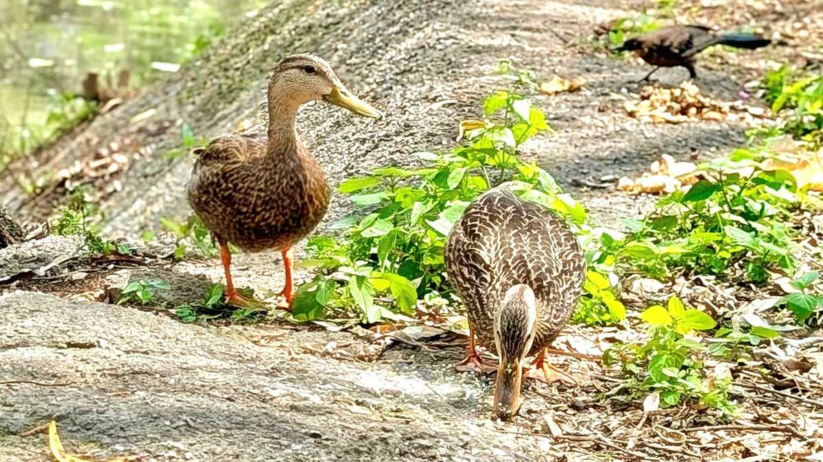 Llegada de patos mexicanos refleja recuperación del lago Huayamilpas | Especial