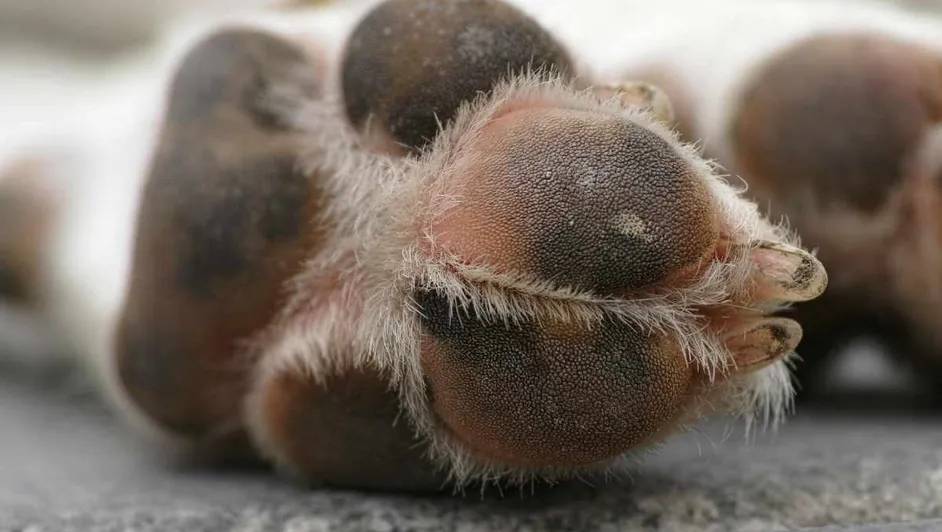 Pata de perro
