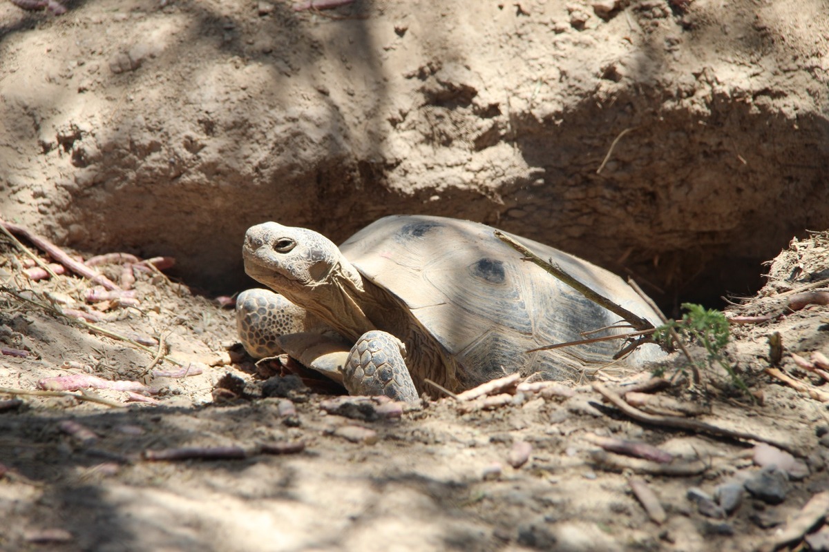 De 18 a más de 250 ejemplares: El proyecto en Durango que revive a la reina del Desierto Chihuahuense | Roberto Amaya