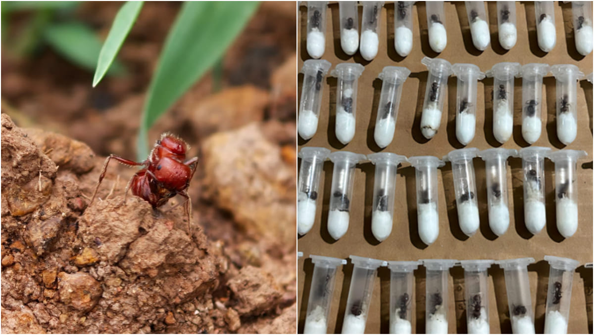 Las hormigas reina Pogonomyrmex también son conocidas como "cosechadoras". ( Especial | Profepa)