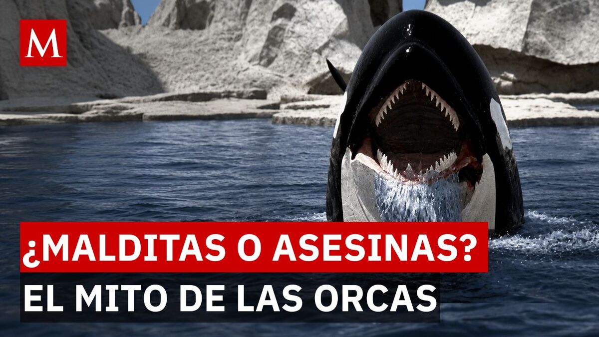 ¿Por qué se considera a las orcas como animales asesinos?; la verdad detrás del nombre