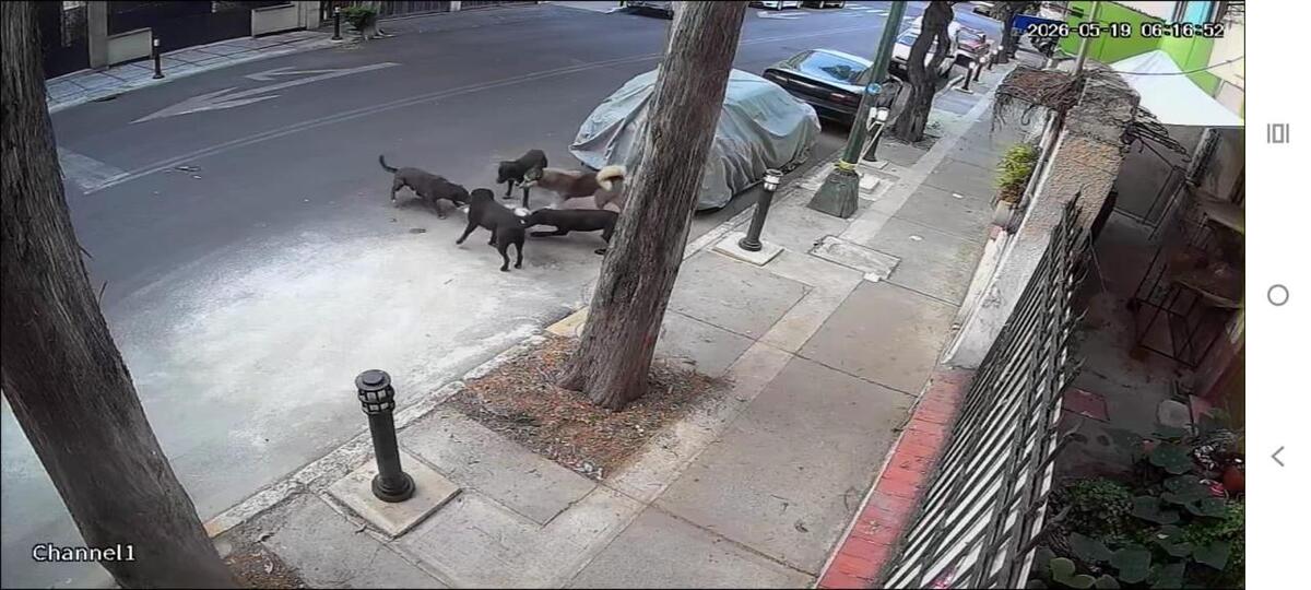 Son seis perros los que han protagonizado los ataques.