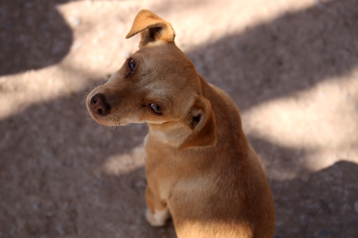 Torreón invita a celebrar el Día Mundial del Perro con servicios gratuitos y jornada de adopción. (Rolando Riestra)