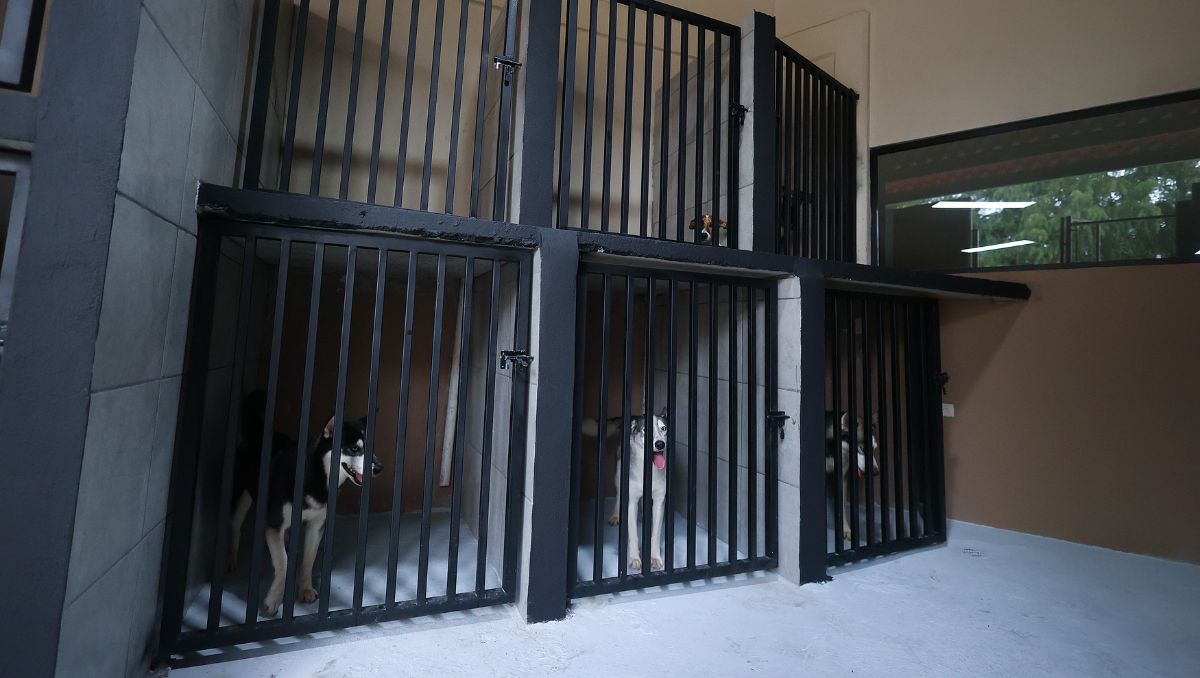 Los ejemplares son trasladados al Centro Estatal de Atención Animal, ubicado en Guadalupe, Foto: Jorge López
