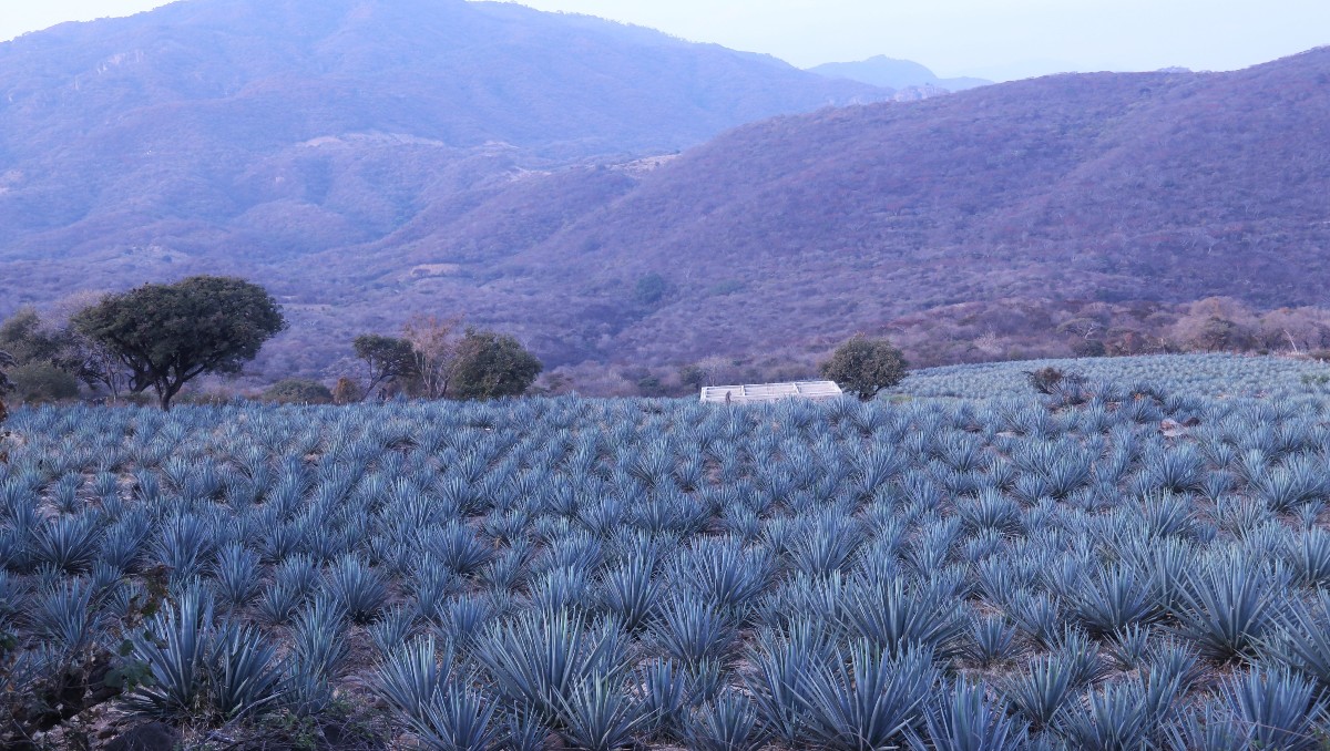 Las extorsiones no se limitaron al mezcal; alcanzaron a otras actividades económicas. | Foto: Cuartoscuro