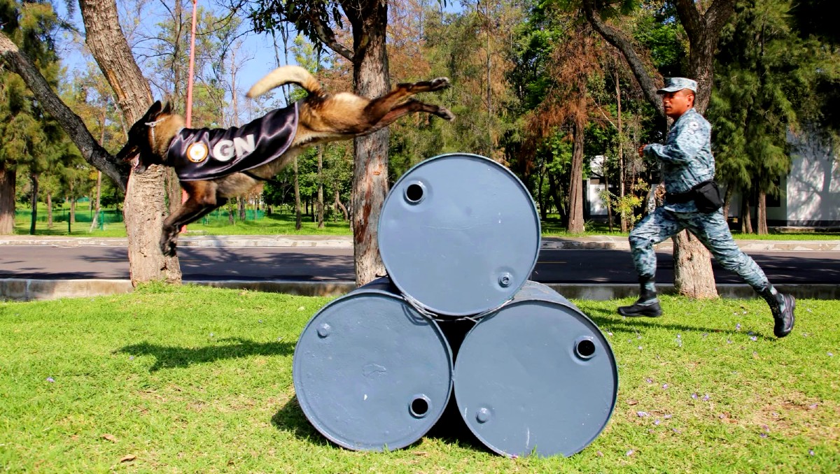 Guanajuato mantiene cinco binomios caninos de la GN para desaparecidos | Daniela Béjar