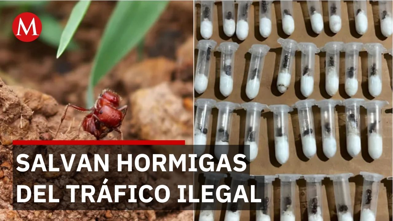 87 hormigas reina rescatadas de tráfico ilegal son liberadas en área protegida de Jalisco