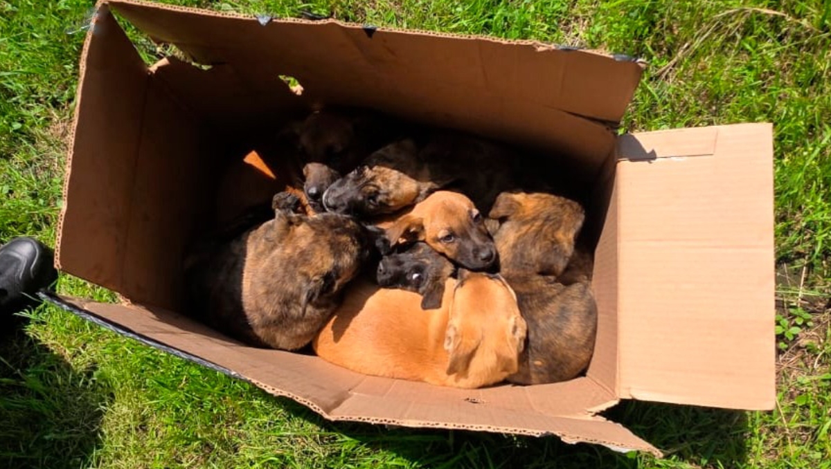 Policías de la SSC alimentaron y trasladaron a los ocho cachorros a una clínica veterinaria. | SSC