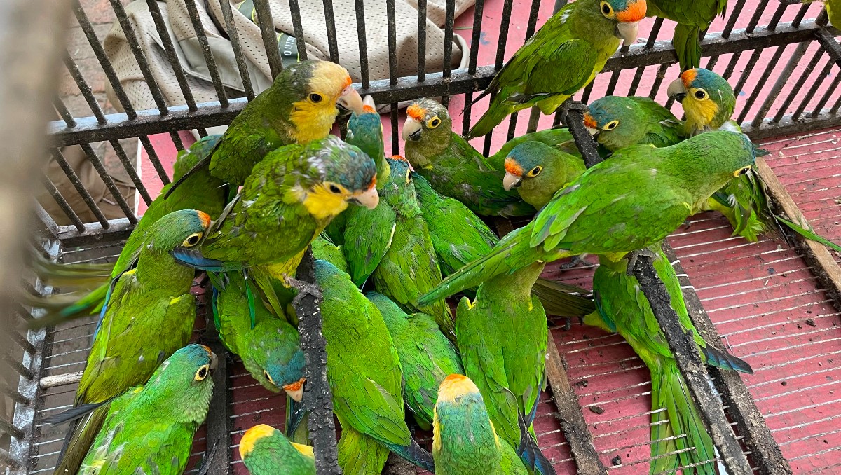 Aves exóticas rescatadas en Michoacán. (Foto: Especial)