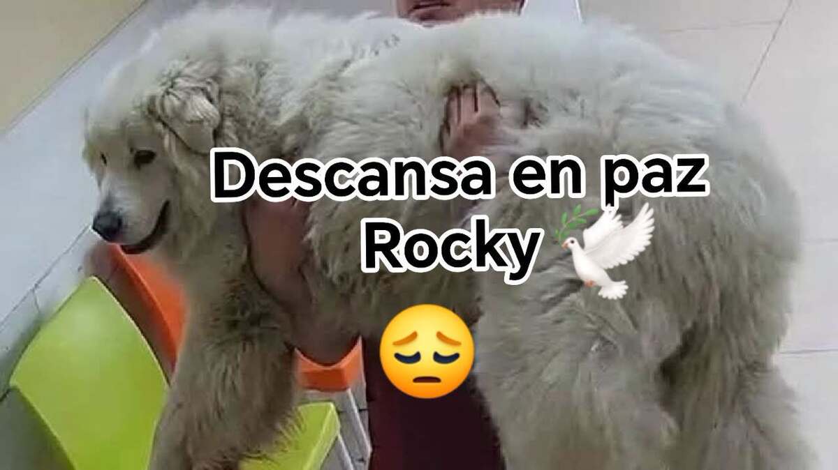 El caso se hizo viral luego que habitantes detectaron una camioneta que arrastraba al perrito. | Redes Defensoría Animalista Laguna
