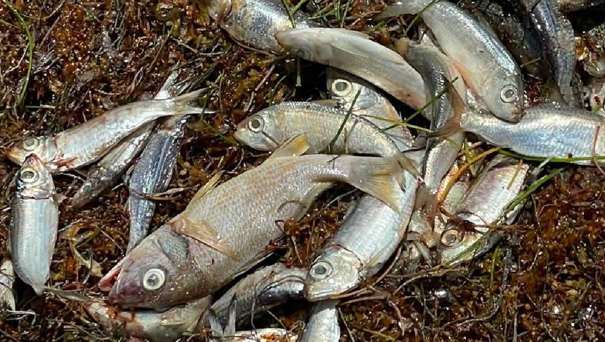 Continúan las investigaciones respecto a la mortalidad de peces en Puerto de Morelos. | Especial