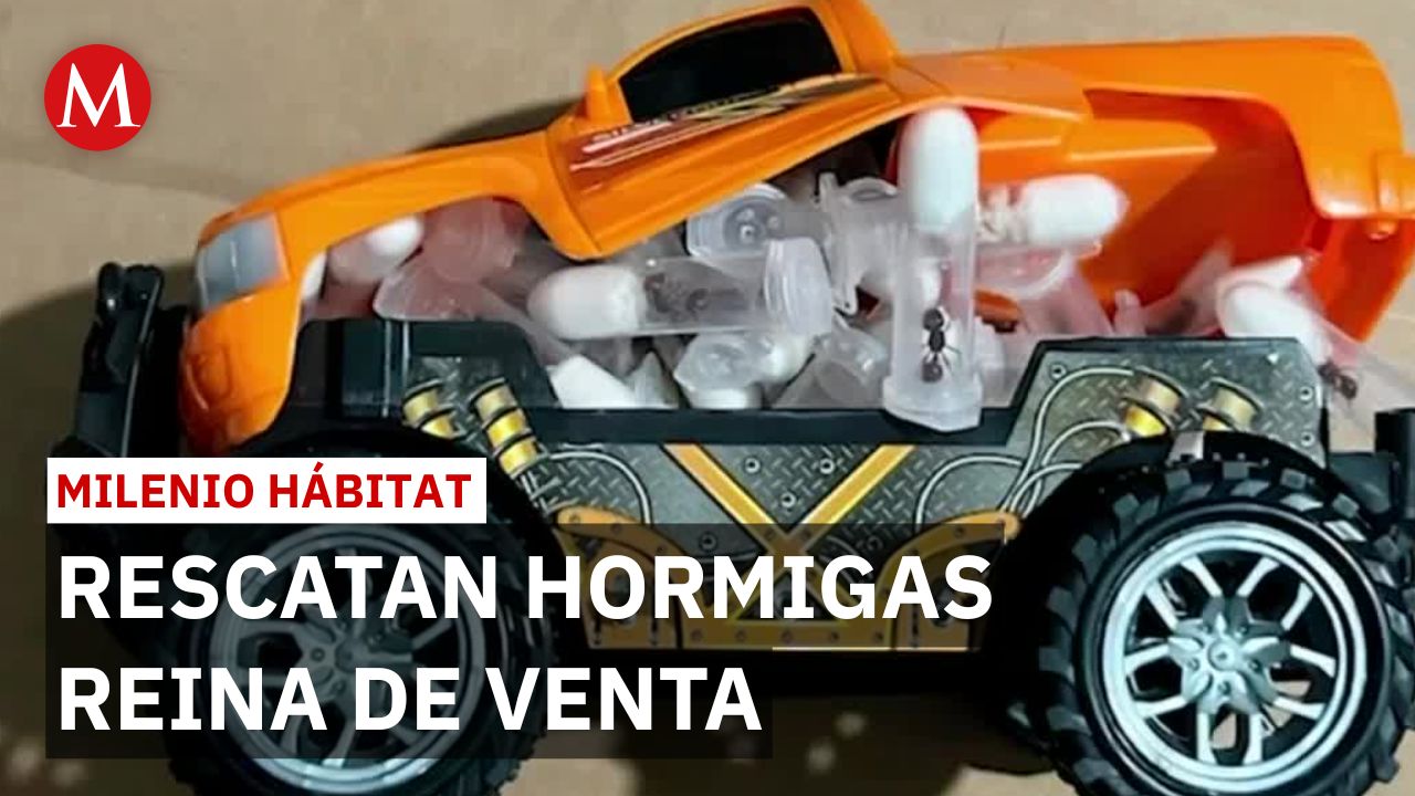Contrabando de 105 hormigas reina en Jalisco revela tráfico mundial | Milenio Hábitat