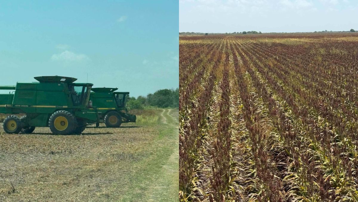Crisis del sorgo en Tamaulipas: cae la producción y productores buscan cambiar de cultivo. (Redes sociales: Fito Andrade)