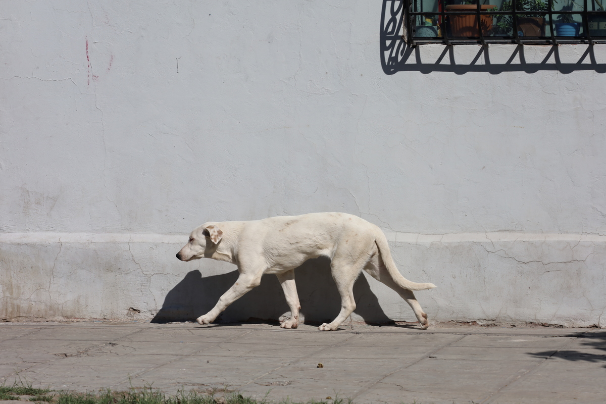 En Durango, el maltrato animal puede alcanzar hasta seis años de prisión. | Foto: Verónica Rivera