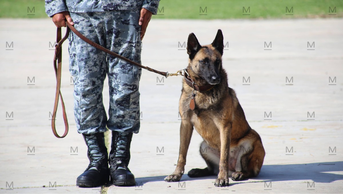 Guanajuato: binomios caninos confirman 8 de cada 10 hallazgos de fosas | Daniela Béjar