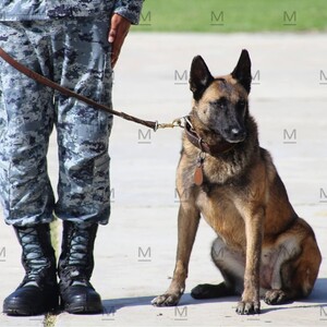 La Fiscalía General del Estado de Guanajuato cuenta con 17 caninos, de los cuales nueve están especializados en búsqueda.