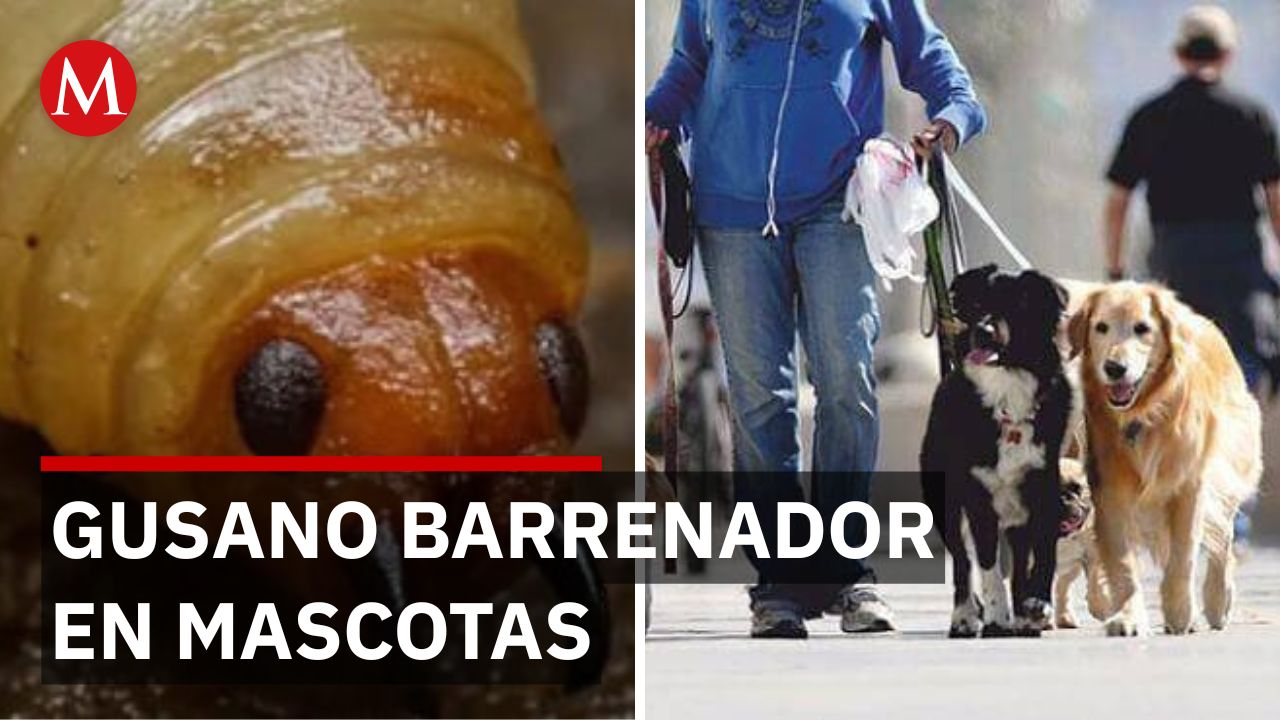 Gusano barrenador en Jalisco: transmisión de mascotas a humanos genera alerta en Puerto Vallarta