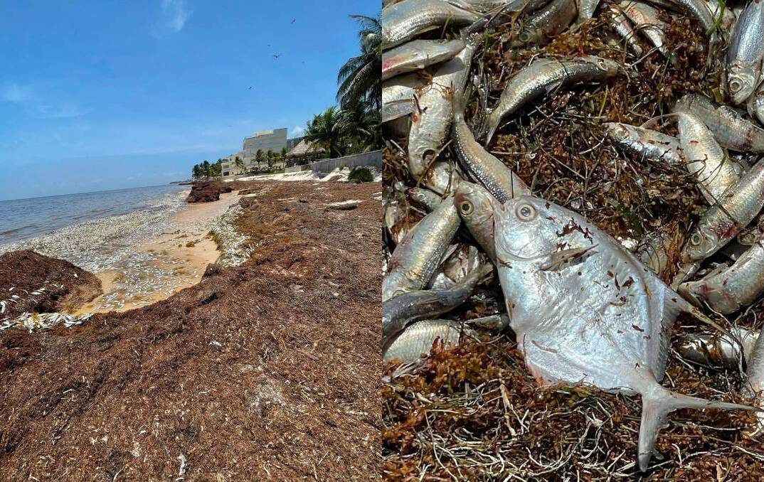 Cientos de peces mueren en Quintana Roo por recale de sargazo