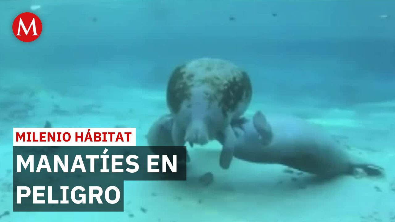 Manatíes en peligro de extinción desaparecen por plantas invasoras | Milenio Hábitat