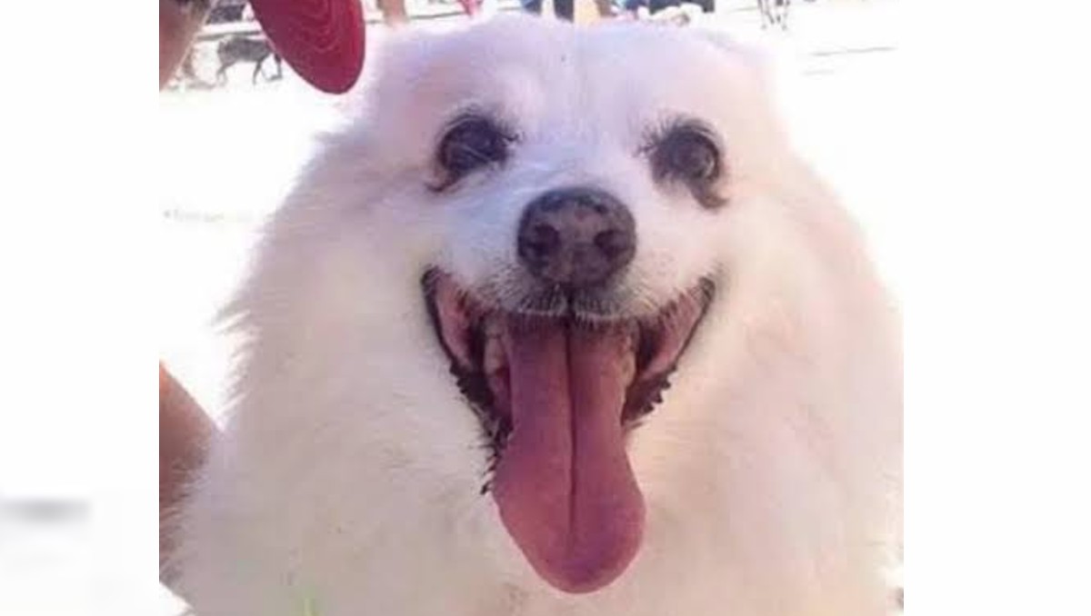 El perrito falleció hoy tras varios días intentando salvar su vida. | Facebook