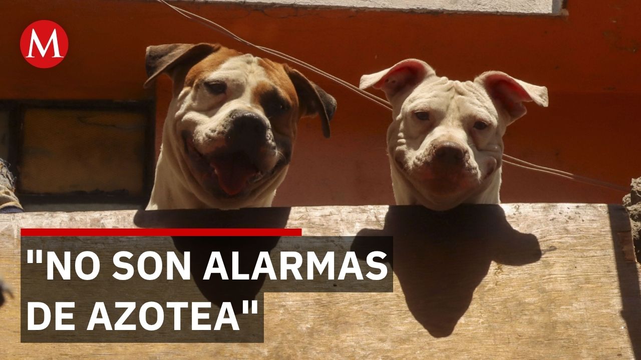 Tener perros en azoteas se castiga con cárcel en Nuevo León: suman 2 mil denuncias