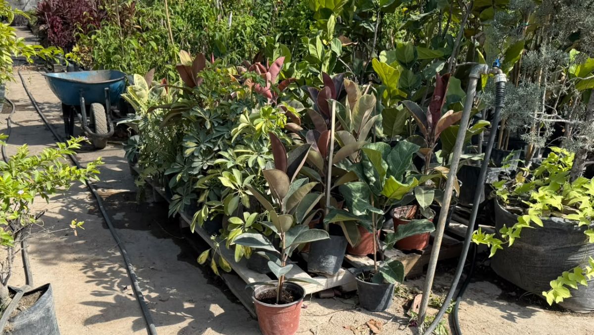 Hay plantas que no resisten con facilidad el calor intenso. | Fernanda Pérez