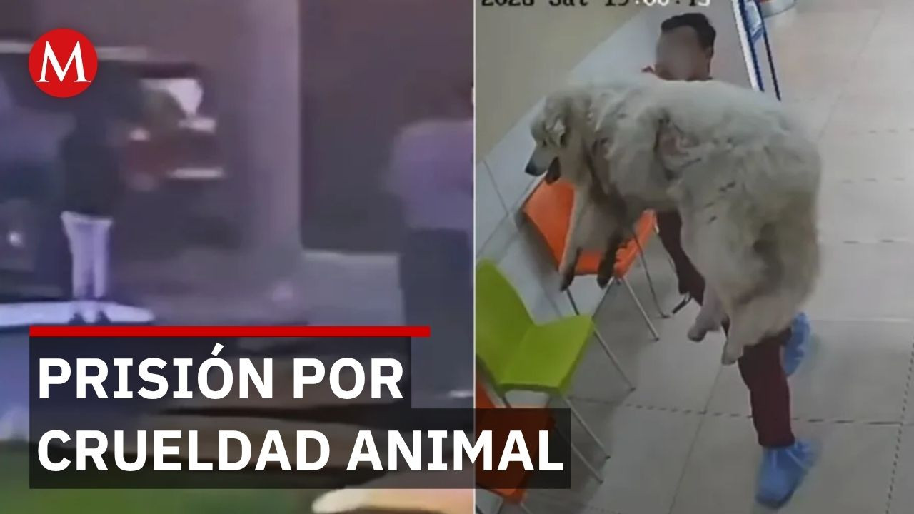 Rocky fallece tras ser arrastrado en camioneta; defensora vinculada a proceso por crueldad animal