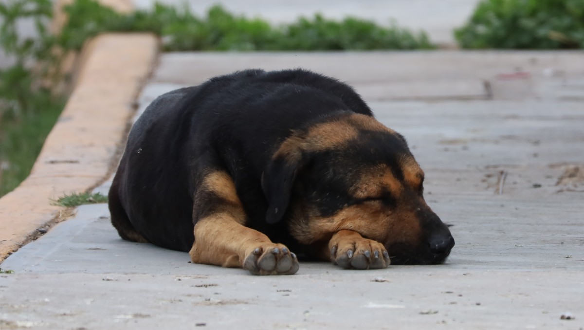 Los tutores aseguraron que los perritos ya estaban muertos antes de ser lanzados. | Foto: Verónica Rivera