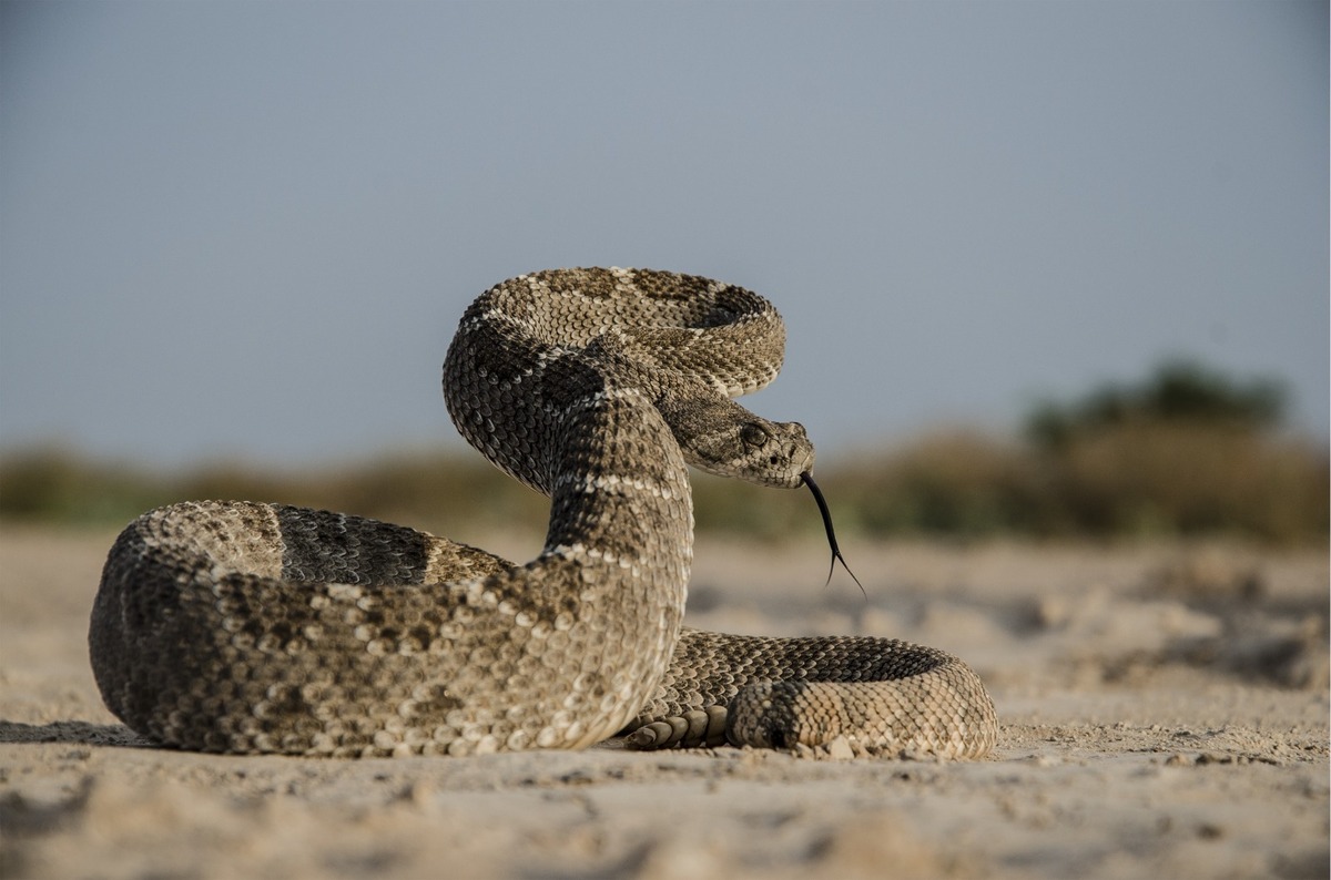 Buscan cambiar la percepción sobre las serpientes en La Laguna.| Cortesía de la biologa Areli Gutiérrez