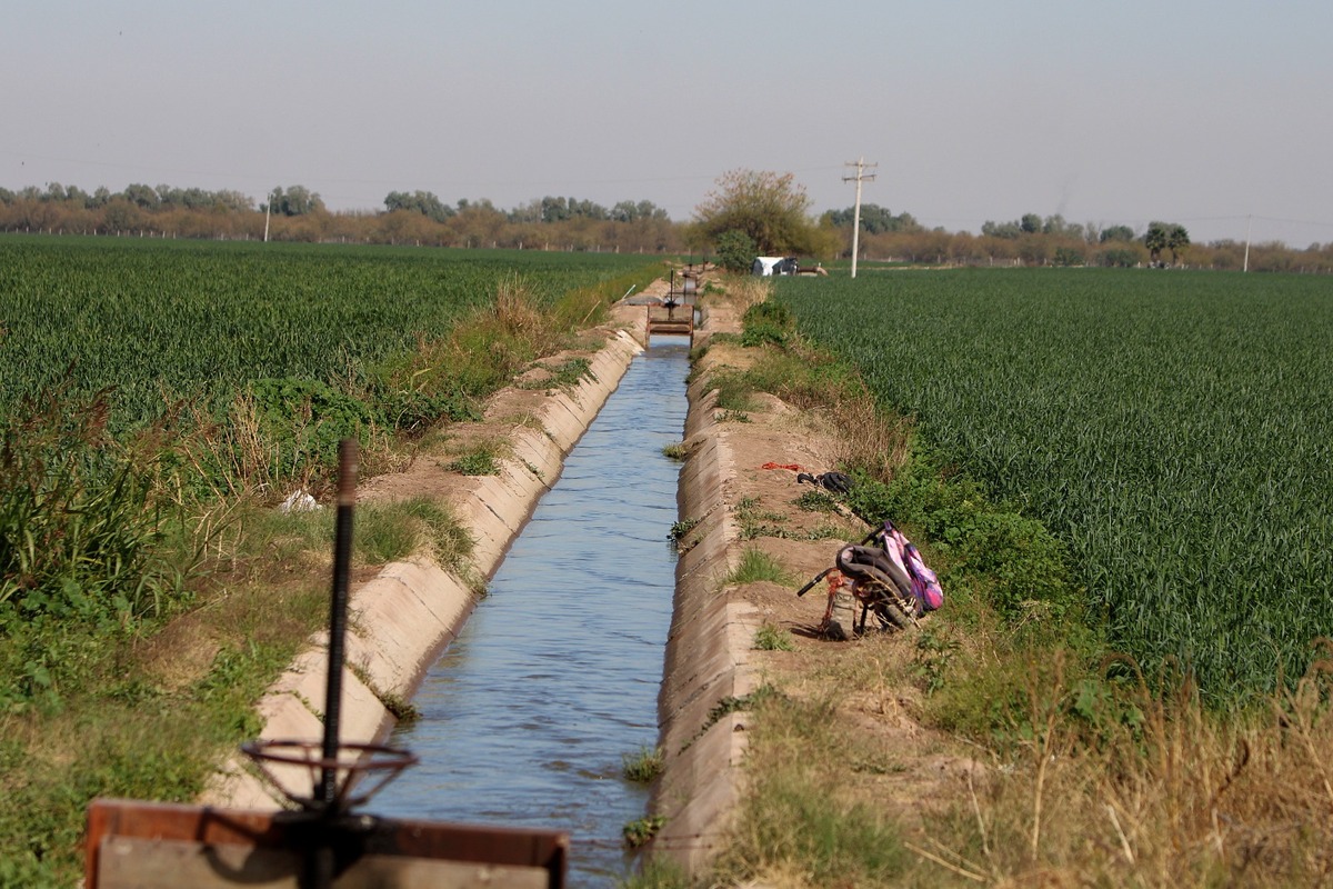 La Laguna. Estiman producción de forraje de 45 toneladas por hectárea. | Rolando Riestra.