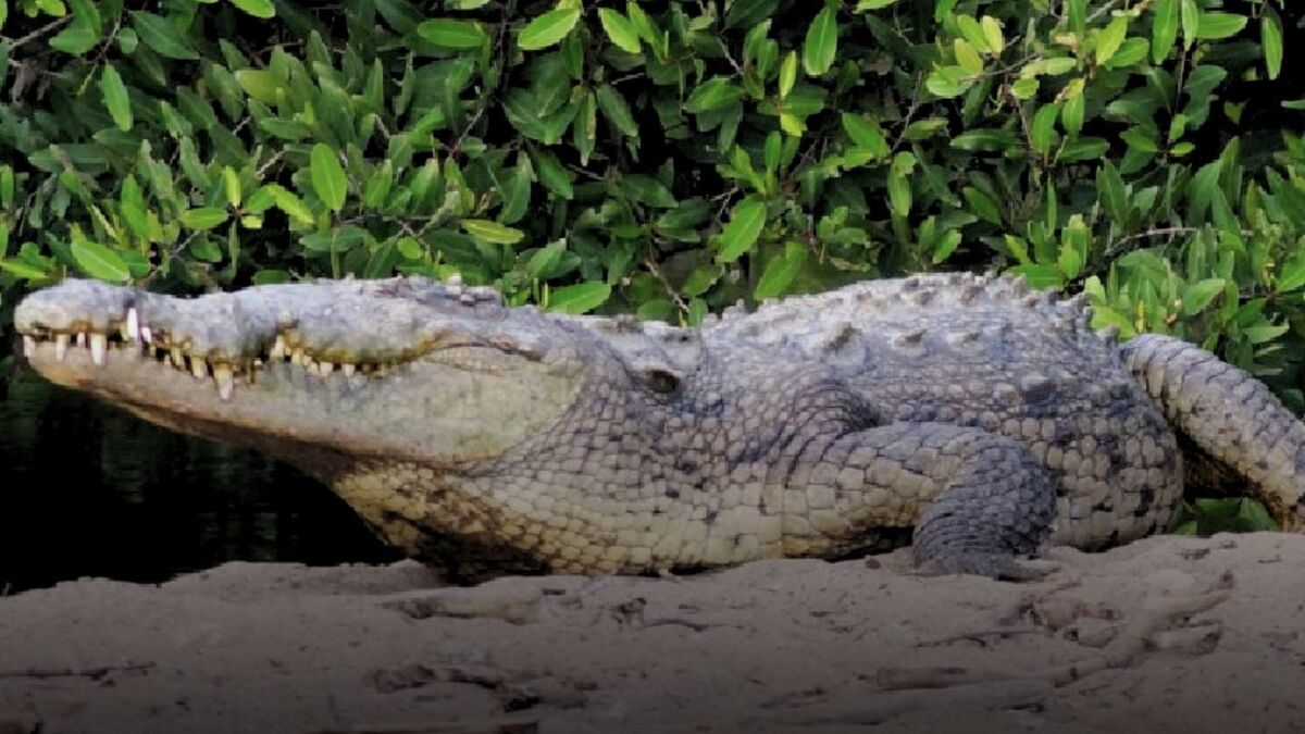 Muerte de cocodrilos en Puerto Vallarta: causas y acciones de protección (Cortesía PROFEPA)