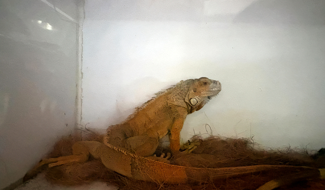 Rescatan 20 ejemplares de fauna silvestre en operativos en Durango. | Foto: cortesía Profepa.