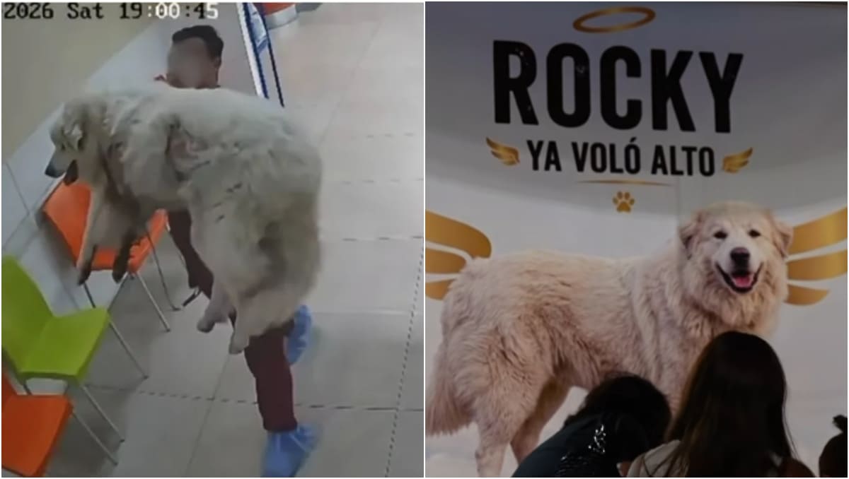 Rocky era un ejemplar de la raza gran pirineo. | @petscareoficial
