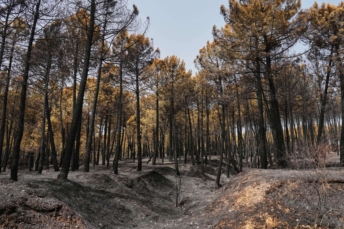 Incendio en bósques de España |Foto: AP