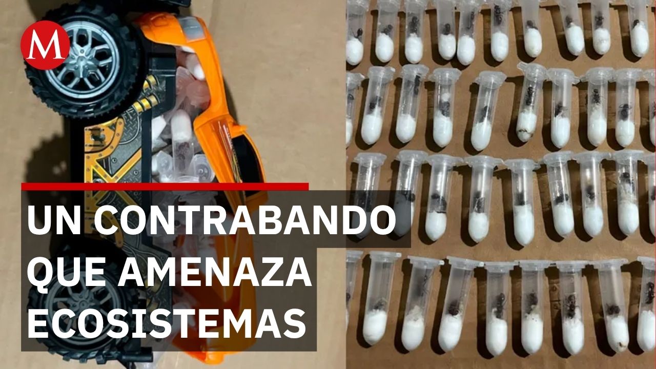 El decomiso de hormigas reina en Jalisco destapa un mercado ilegal que amenaza ecosistemas