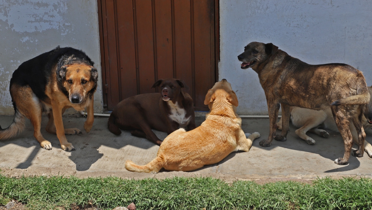 Perro Caramelo: ¿por qué se les llama así a los lomitos callejeros? | Melanie Torres